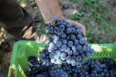 La vendemmia