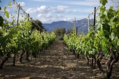 Il vigneto